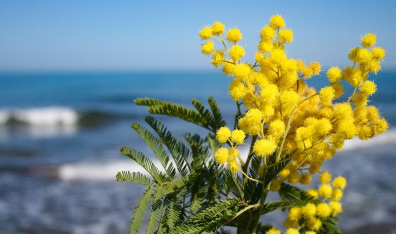 Meteo Variabile Fino Alla Festa Della Donna Tra Il 6 E L8 Marzo